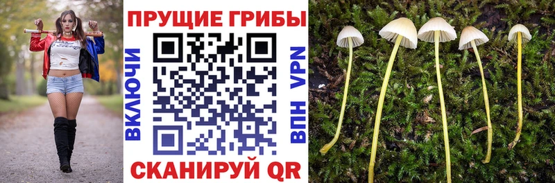 Галлюциногенные грибы Cubensis  купить наркотик  Новошахтинск 